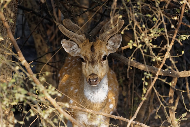 Keoladeo national park-044